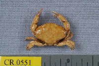 藏品(火紅皺蟹)的圖片